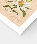 Pintoo H3894 Summer Flowers - 600 Piece Jigsaw Puzzle by Mandie