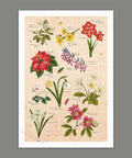 Pintoo H3896 Winter Flowers - 600 Piece Jigsaw Puzzle by Mandie