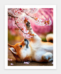 Pintoo H3957 Shiba among Flowers - 500 Piece Jigsaw Puzzle by Lazy Spring