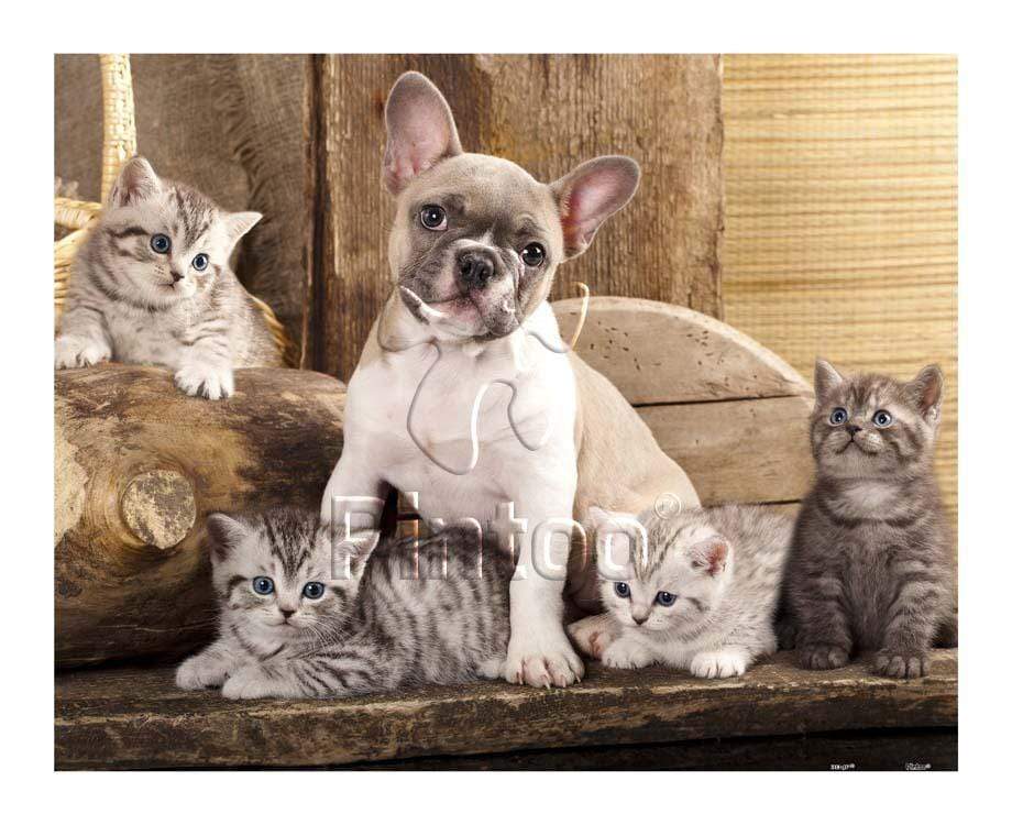 Little Kittens and a dog - 500 Piece Jigsaw Puzzle
