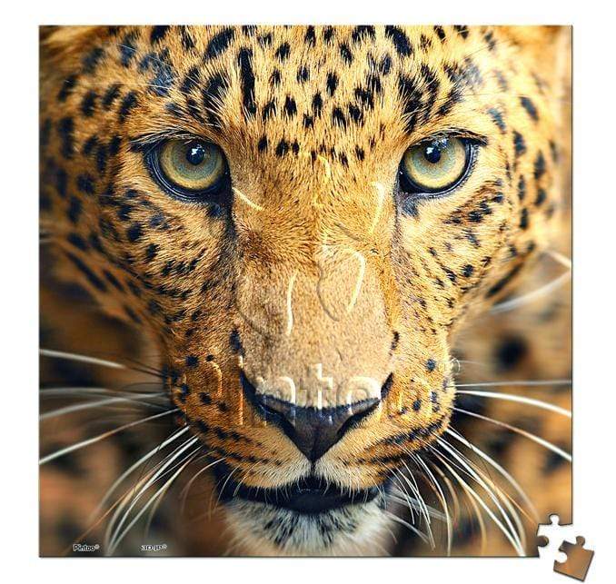 Close Up of Leopard - 256 Piece XS Jigsaw Puzzle